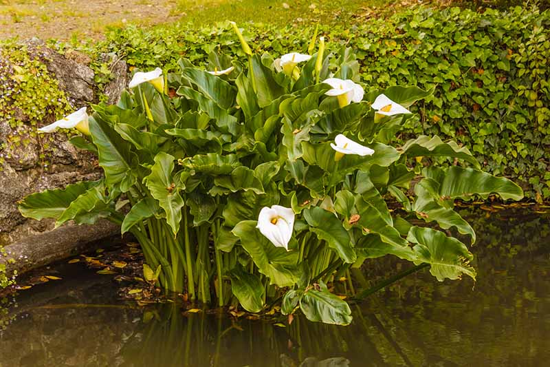 A close up horizontal image of a stand of calla lilies growing in a pond.