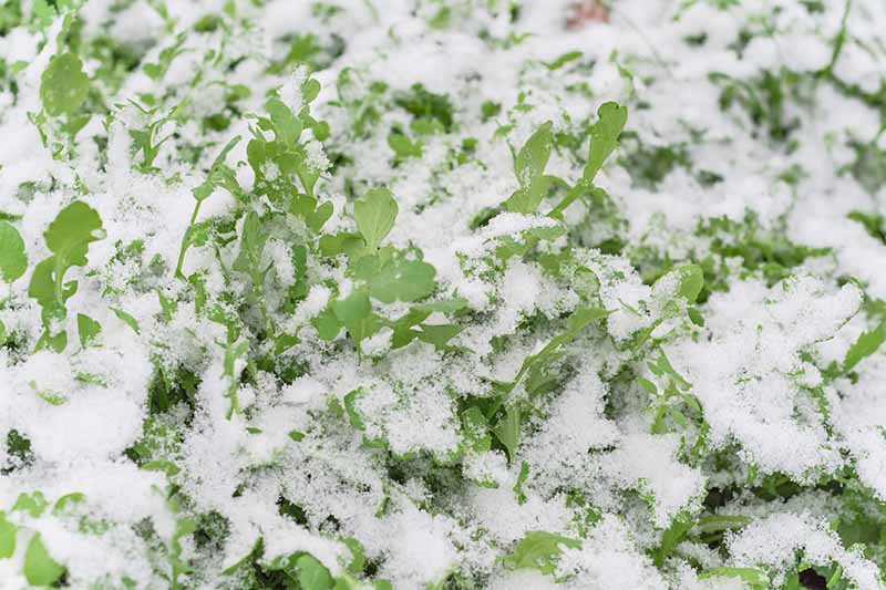 A close up horizontal image of arugula growing in the winter garden under a light covering of snow.