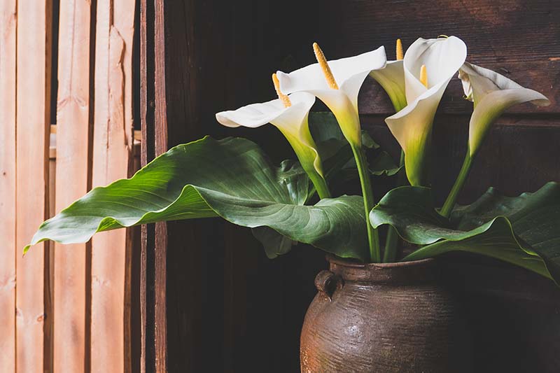 A close up horizontal image of white calla lilies in a ceramic pot set in a windowsill.