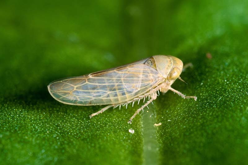 A close up horizontal image of a beet leafhopper sitting on a green leaf.