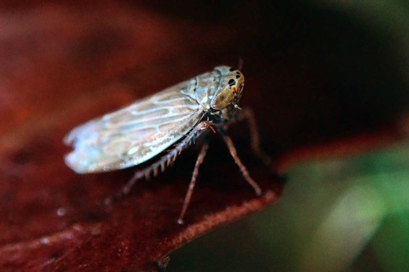 A close up horizontal image of a beet leafhopper on a leaf pictured on a soft focus background.
