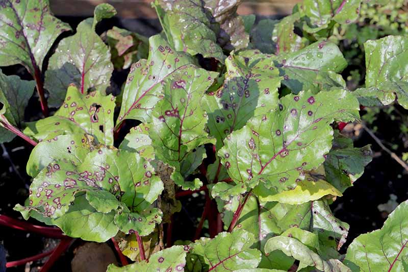 A close up horizontal image of beet leaves suffering from cercospora leaf spot pictured in bright sunshine.