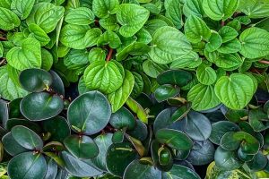 17 of the Best Species of Peperomia to Grow at Home