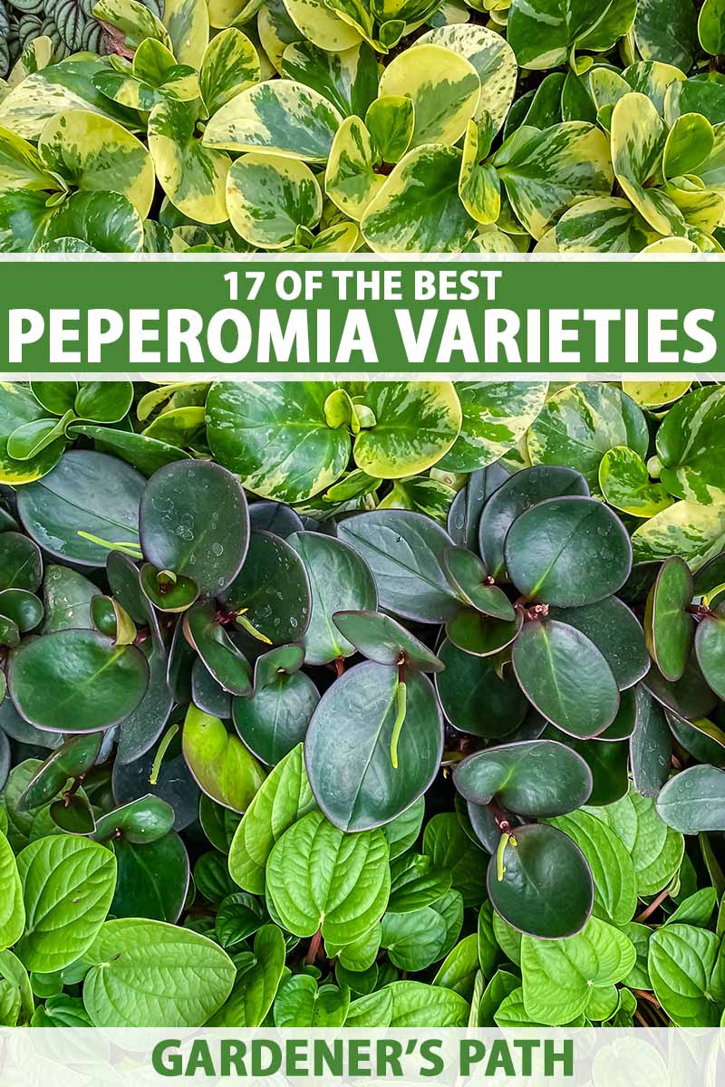 A close up vertical image of different varieties of peperomia with dark, light, and variegated foliage. To the top and bottom of the frame is green and white printed text.