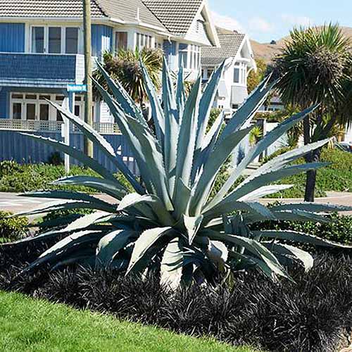 A close up square image of a large American agave growing in a garden border outside a residence.