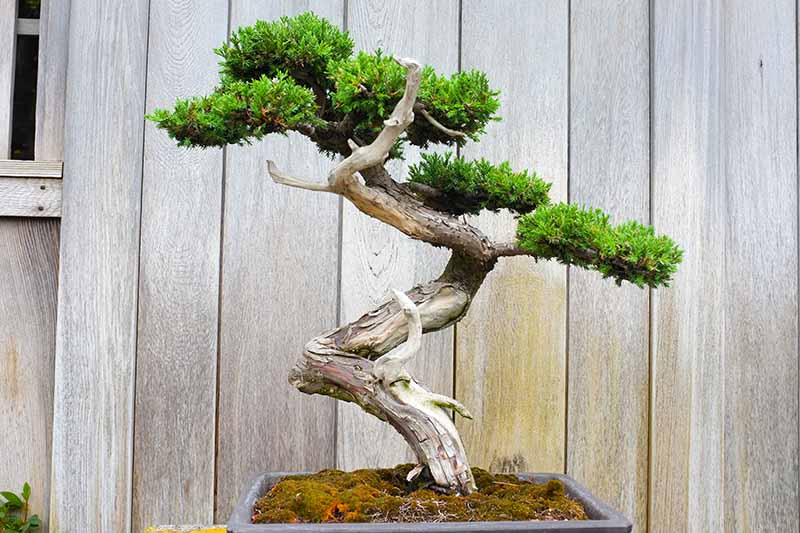 A close up horizontal image of a small bonsai tree growing outdoors with a wooden fence in the background.