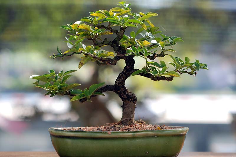 A close up horizontal image of a jade tree trained to grow as a bonsai pictured on a soft focus background.