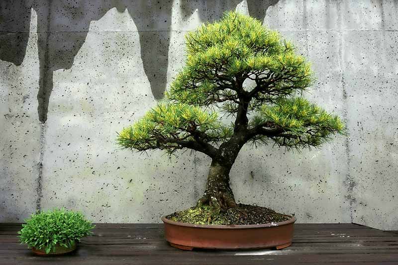 A close up horizontal image of a bonsai tree set on a wooden surface with a concrete wall in the background.