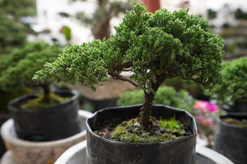 A close up horizontal image of small bonsai trees in little pots for sale pictured on a soft focus background.