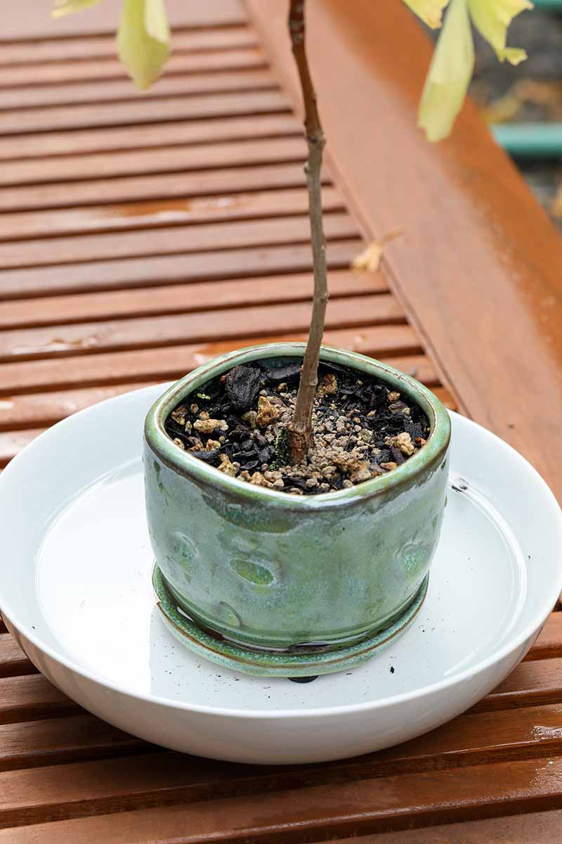 A close up vertical image of a tree in a small pot set in a bowl filled with water to water it from the bottom, set on a wooden surface.