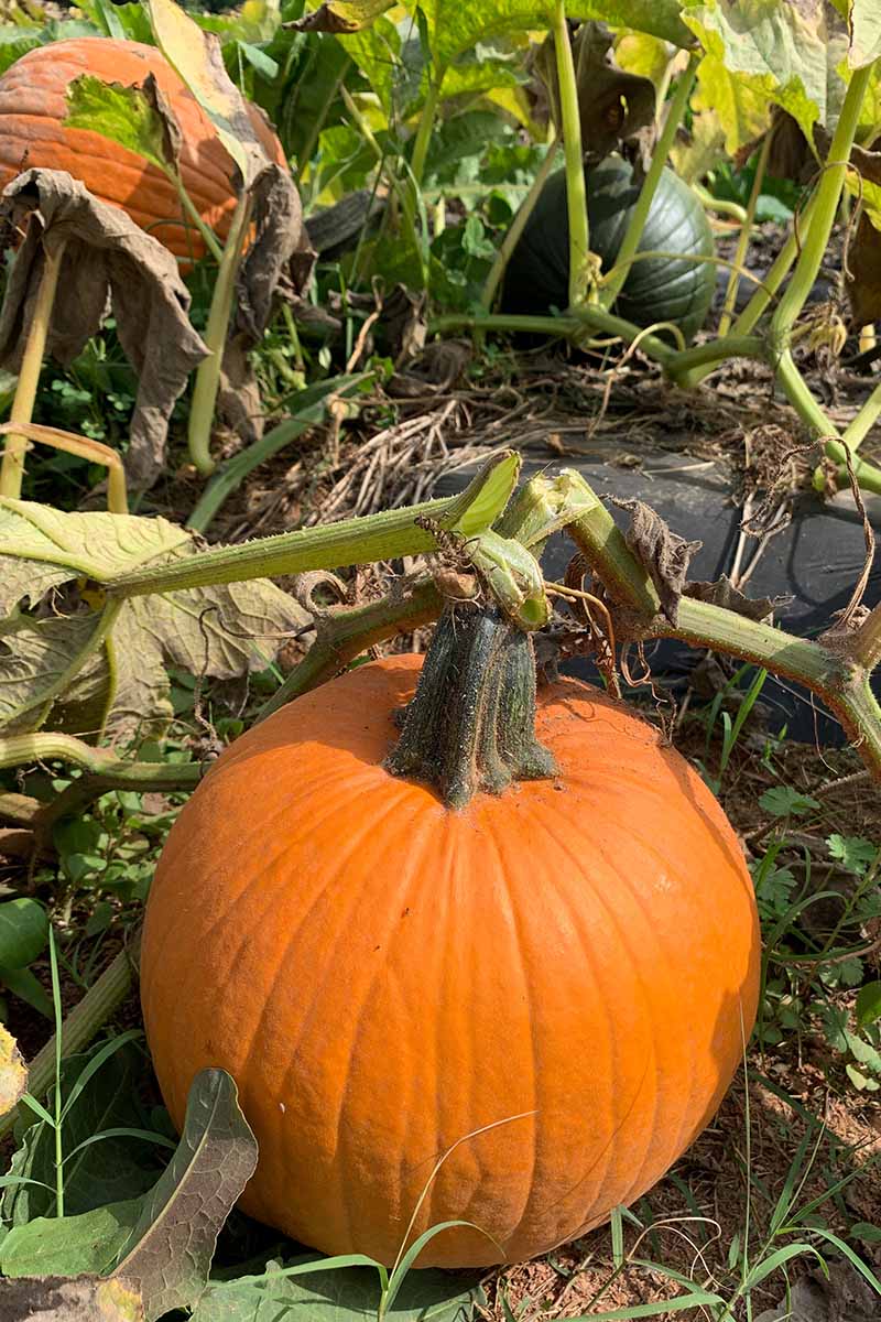 A close up vertical image of pumpkins growing in the garden with one that's ready for harvest.