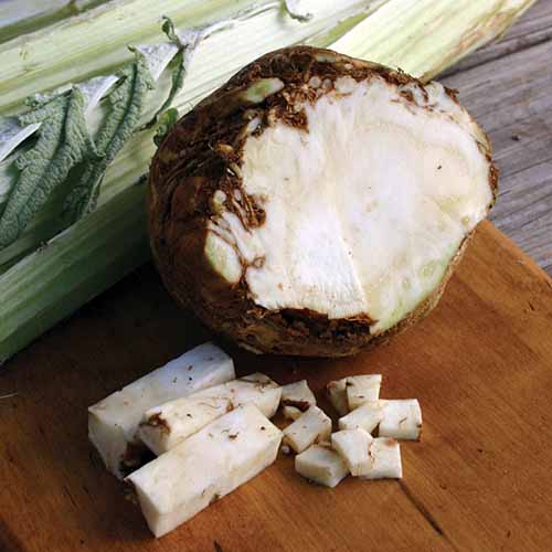 A close up square image of 'Brilliant' celery root, freshly harvested and sliced, set on a wooden surface.