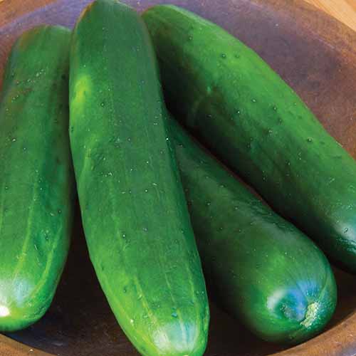 A close up square image of freshly harvested 'Burpless Beauty' cucumbers set in a wooden bowl.