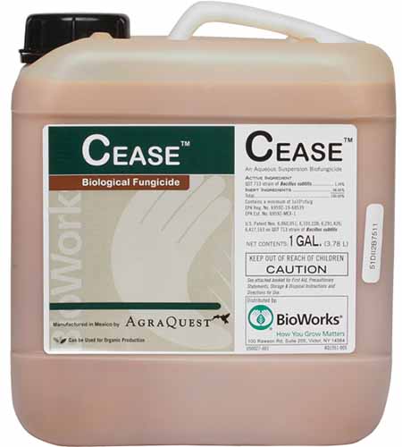 Zbliżenie kwadratowy obraz butelki CEASE biologicznego środka grzybobójczego izolowane na białym tle.
