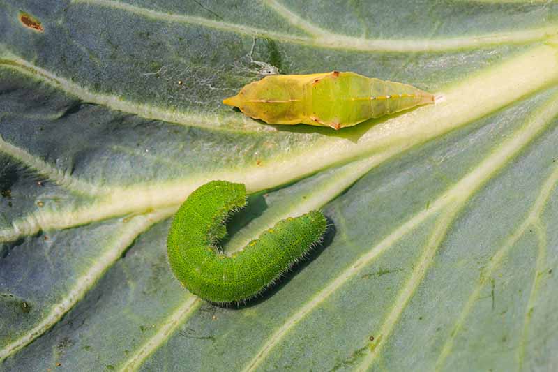 A close up horizontal image of a cabbage worm on the surface of a leaf.
