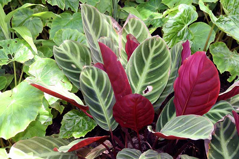 A close up horizontal image of a zebra plant with foliage that is variegated on the top side and deep red on the underside.