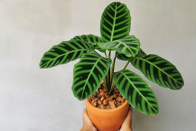 A close up horizontal image of two hands from the bottom of the frame holding up a variegated calathea plant growing in a terra cotta pot.