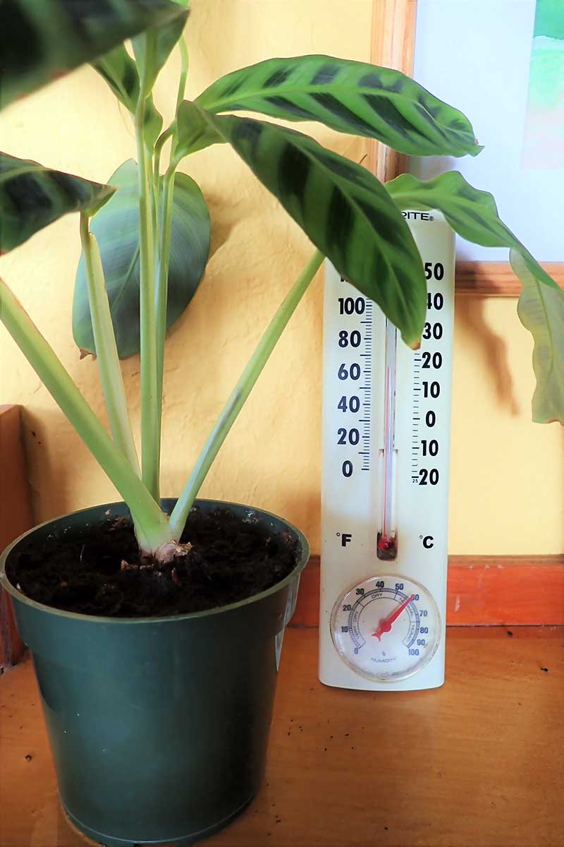 A close up vertical image of a houseplant in a small plastic pot set on a wooden surface with a thermometer in the background.