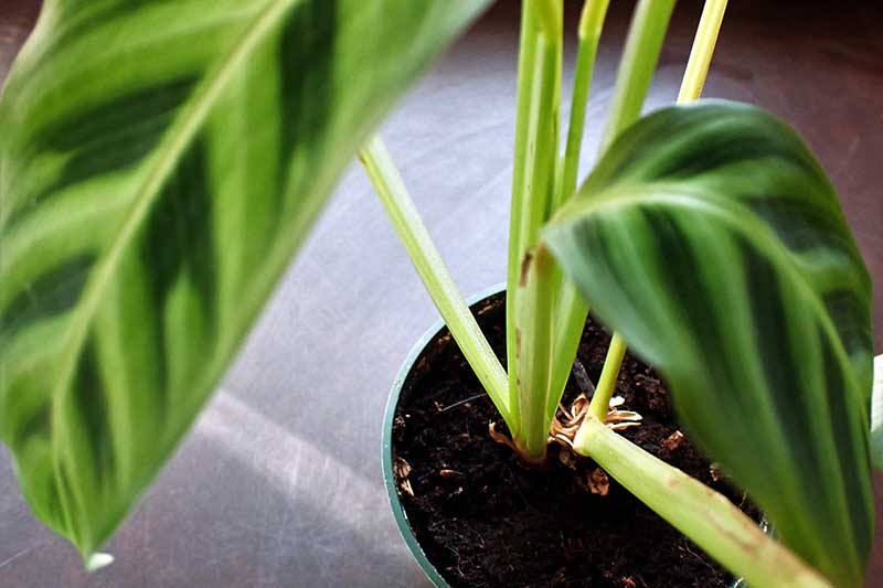 A close up horizontal image of a zebra plant with two stems growing in a small plastic pot.