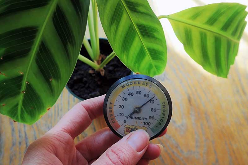 A close up horizontal image of a hand from the bottom of the frame holding a humidity meter in front of a houseplant.