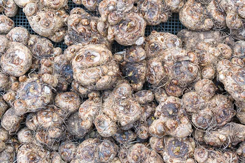 A close up horizontal image of a pile of calla lily bulbs ready for planting.