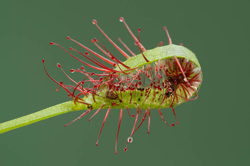 A close up horizontal image of a sundew (Drosera) plant with an insect caught in the leaf, pictured on a soft focus background.