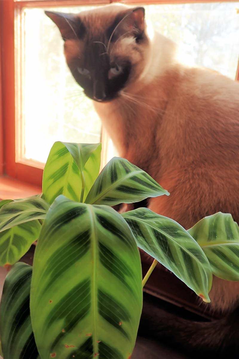 A close up vertical image of a cat sitting on a windowsill inspecting a small houseplant.