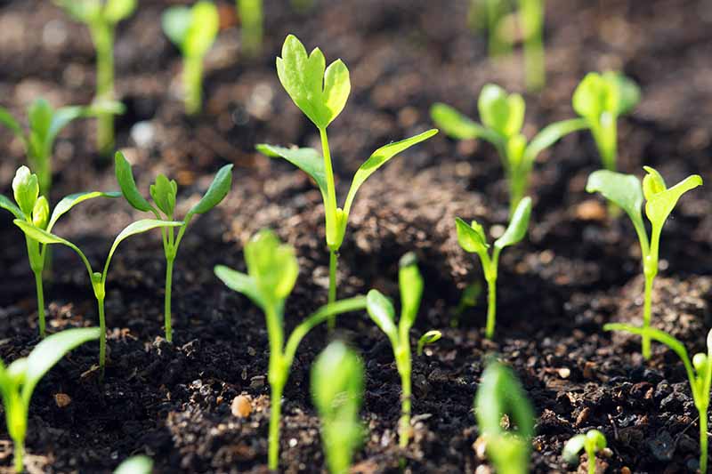 A close up horizontal image of celery root seedlings growing in the garden pictured on a soft focus background.