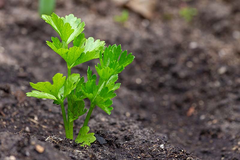 A close up horizontal image of a celery root seedling growing in the garden with dark, rich soil in soft focus in the background.