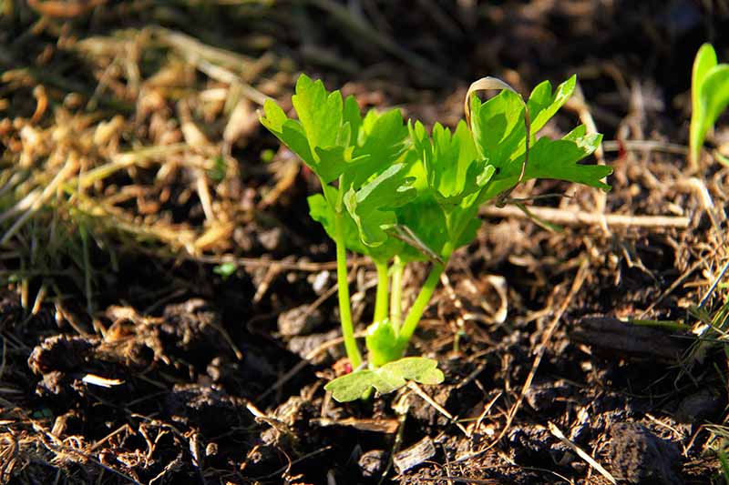 A close up horizontal image of a celery seedling growing in the garden pictured in light filtered sunshine.
