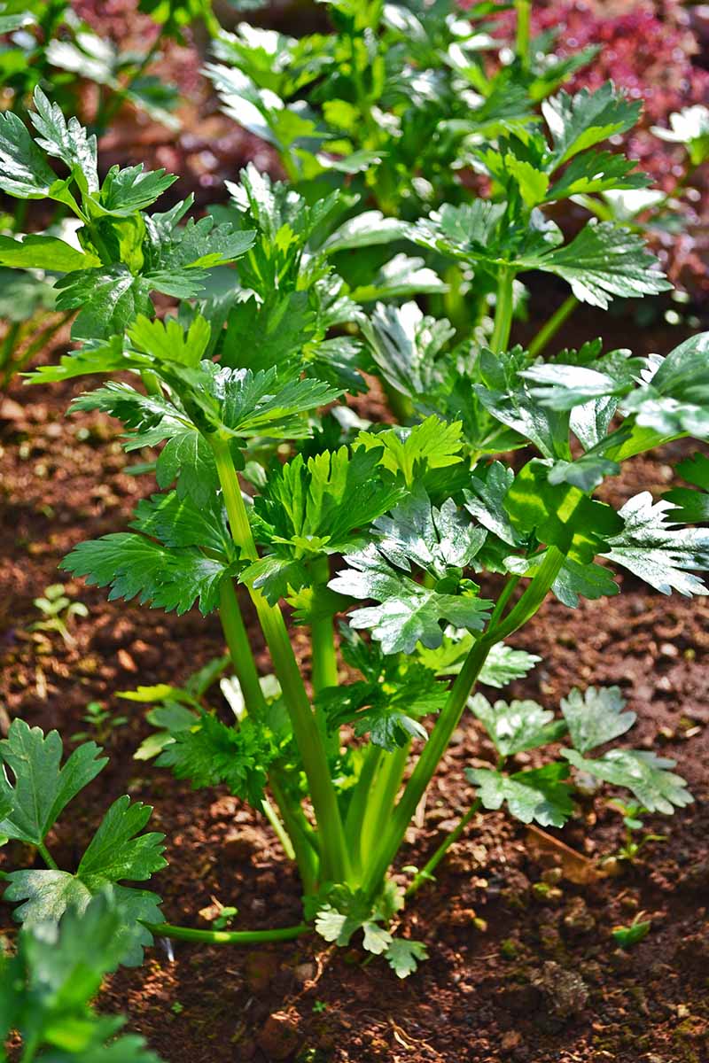 A close up vertical image of a celery plant growing in a backyard garden pictured in bright sunshine.