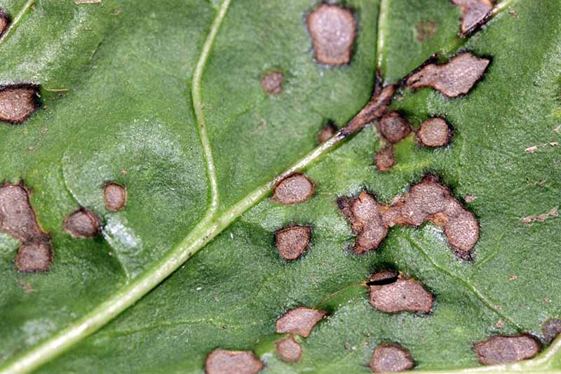 A close up horizontal image of the spots on beet leaves caused by Cercospora beticola.