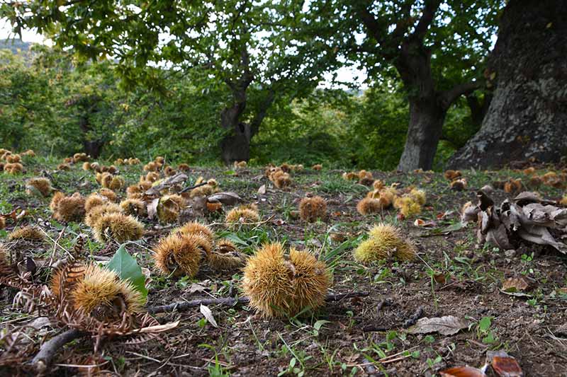 A horizontal image of fallen chestnuts with husks intact under the shade of a large tree.
