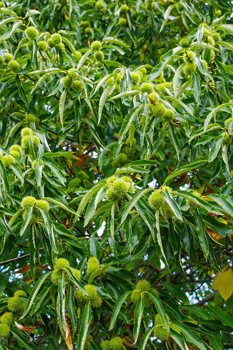 A close up vertical image of a sweet chestnut tree with fruits just starting to develop on the branches.