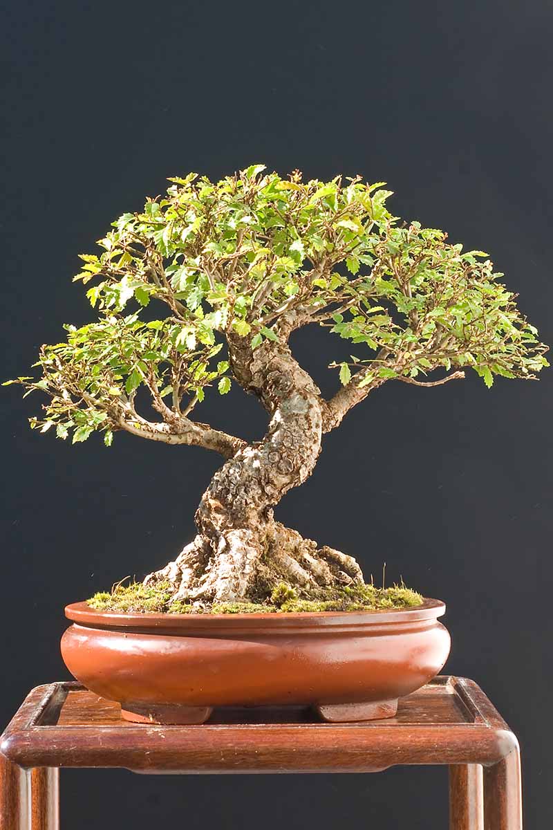 A close up vertical image of a Chinese elm bonsai tree growing in a small pot set on a wooden stand pictured on a dark soft focus background.
