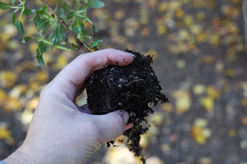 A close up horizontal image of a hand from the left of the frame holding up the root system of a bonsai tree during transplanting.