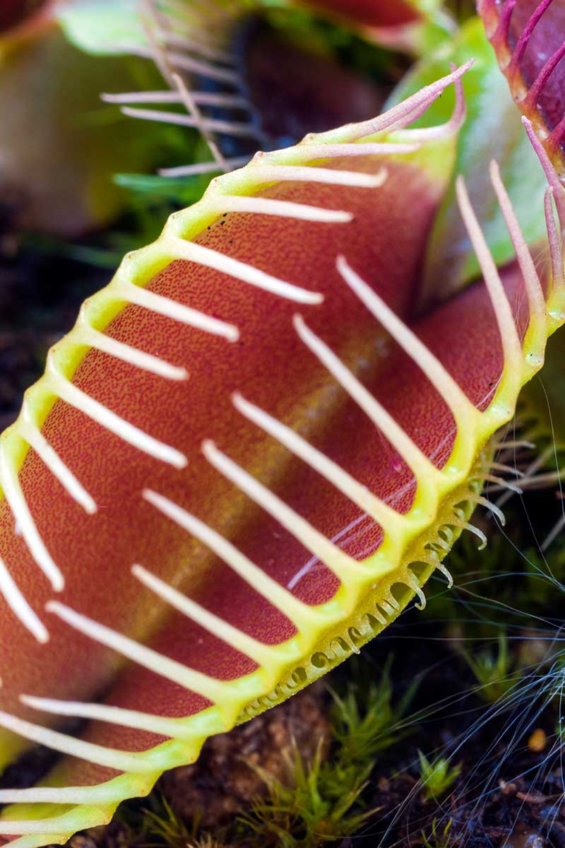 A close up vertical image of the trap of a carnivorous Venus flytrap plant pictured on a soft focus background.