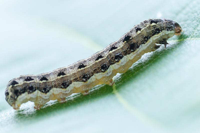 A close up horizontal image of a common cutworm on the surface of a leaf.