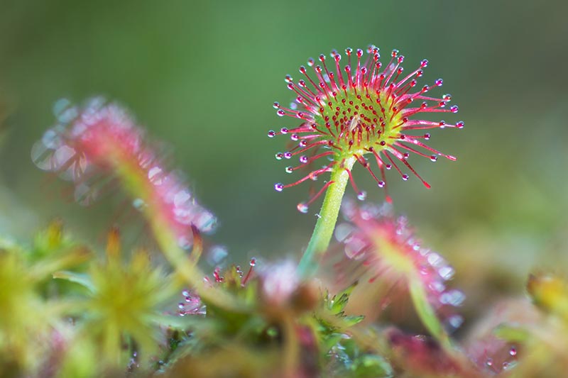A close up horizontal image of a Drosera species pictured on a soft focus background.