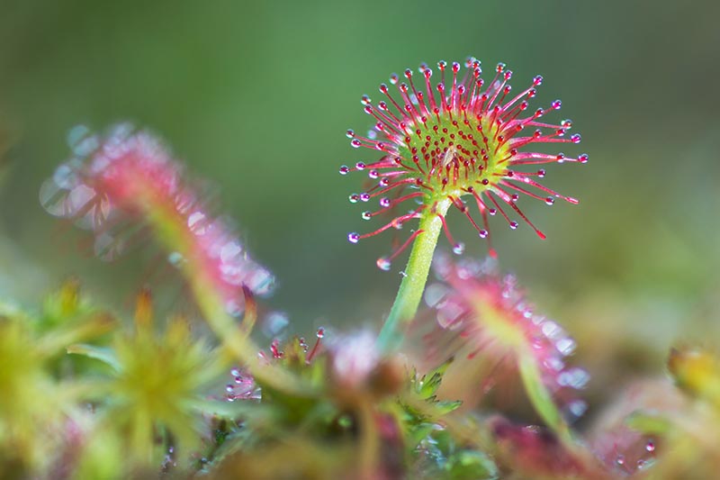 How To Grow And Care For Sundew Plants Indoors How To Grow And Care For Sundew Plants Indoors