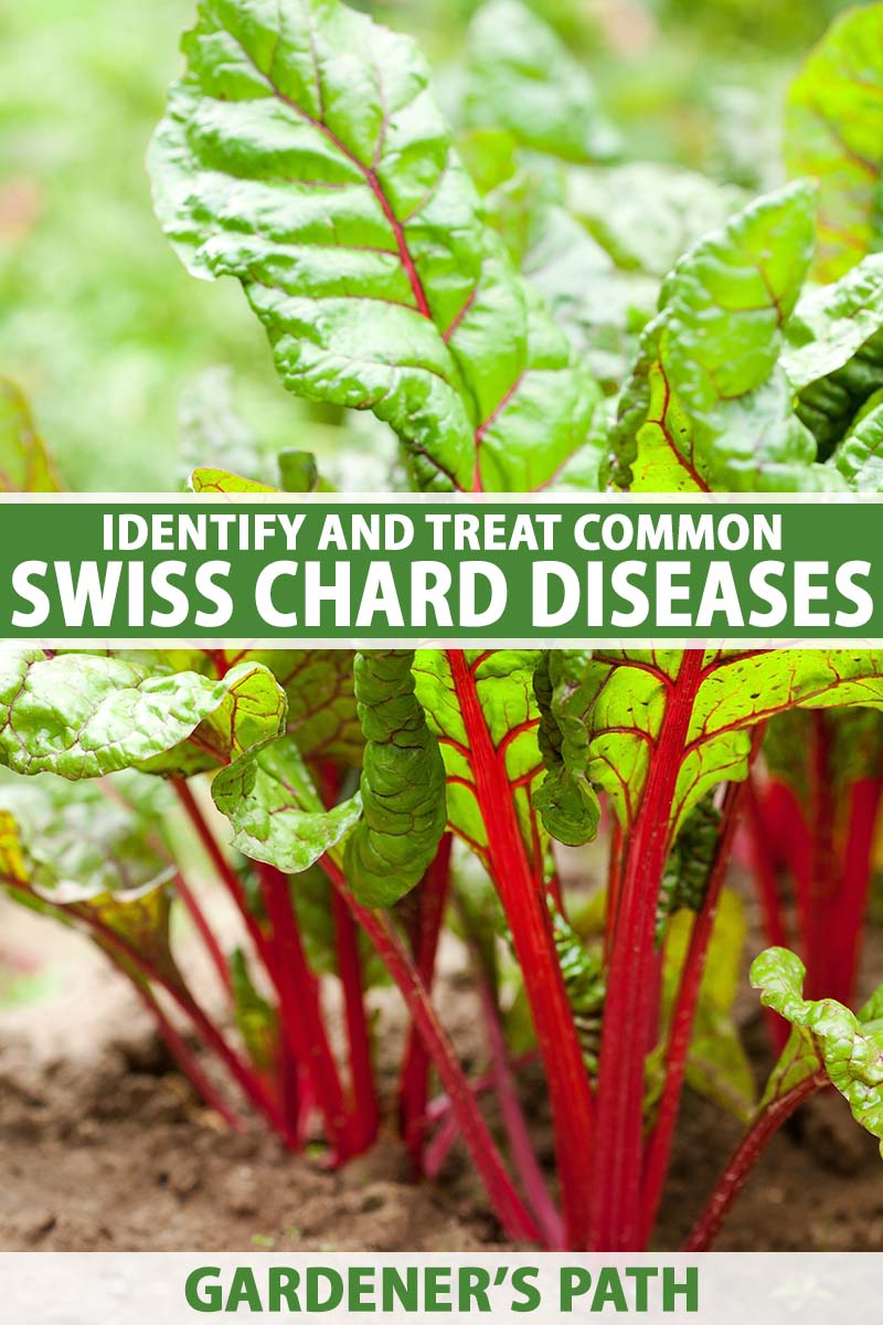 A close up vertical image of Swiss chard with green foliage and red stalks, growing in the garden pictured on a soft focus background. To the center and bottom of the frame is green and white printed text.