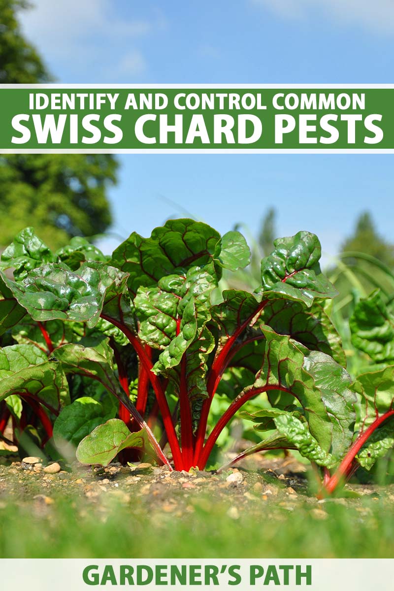 A close up vertical image of Swiss chard growing in the garden pictured on a blue sky background. To the top and bottom of the frame is green and white printed text.