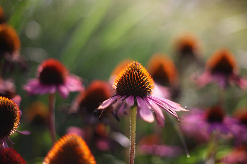 A close up horizontal image of purple coneflowers growing in the garden pictured on a soft focus background.