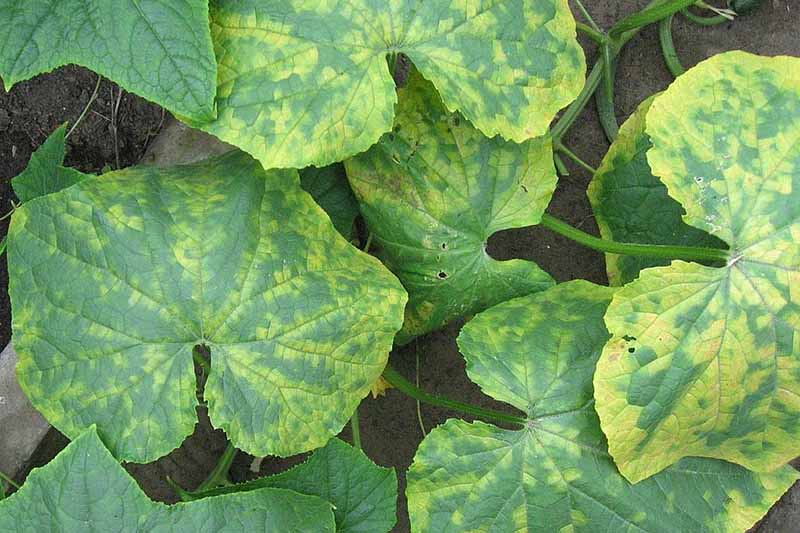 A close up horizontal image of cucumber mosaic virus on the foliage of a cucumber plant.