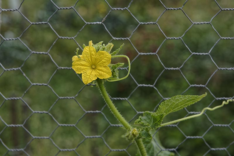 A close up horizontal image of a cucumber flower growing vertically on a metal fence.