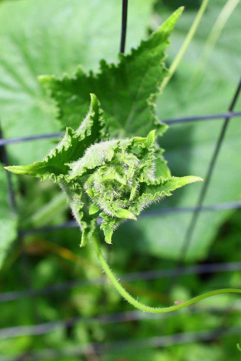A close up vertical image of a vining plant growing vertically on a fence pictured on a soft focus background.