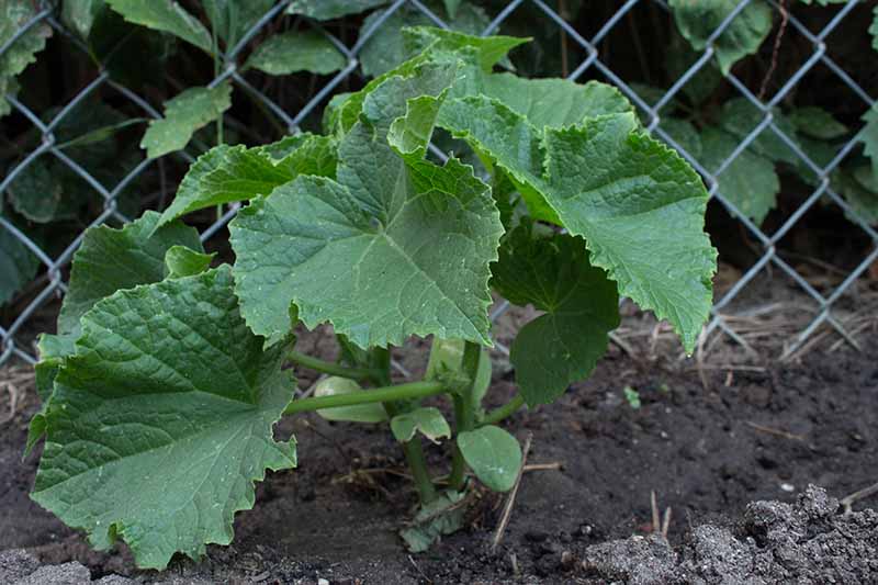 A close up horizontal image of a small cucumber plant growing next to a chain link fence.