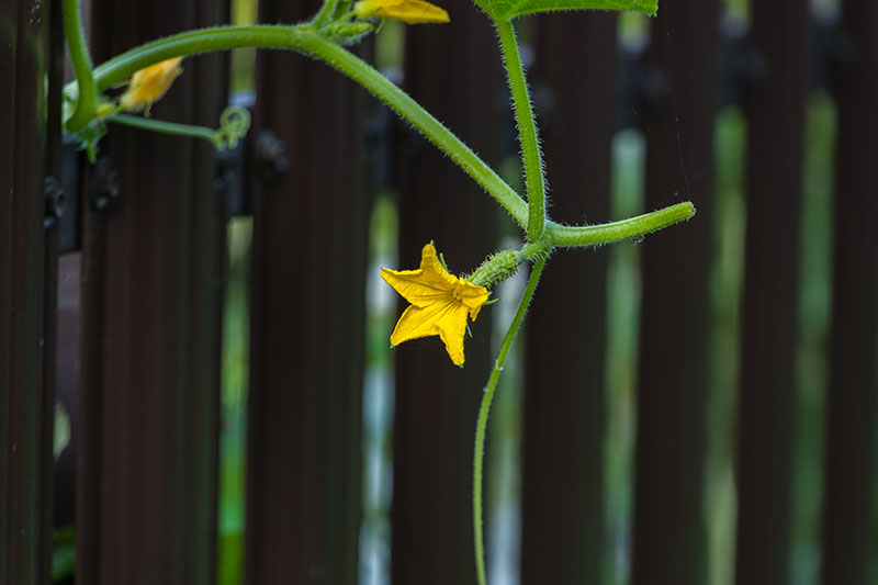 A close up horizontal image of a cucumber vine growing on a metal fence vertically.
