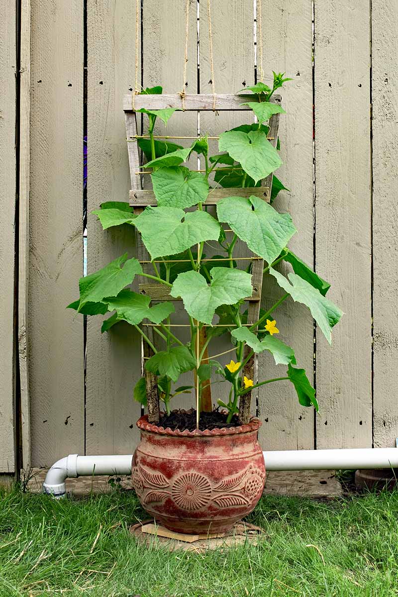 A close up vertical image of a cucumber plant growing in a terra cotta pot with a trellis to support it growing up a fence.