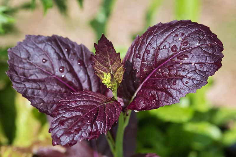 A close up horizontal image of dark purple mustard foliage pictured on a soft focus background.